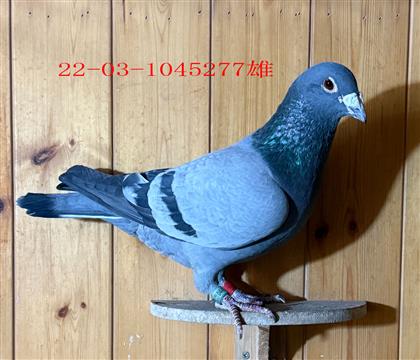 �ٰ��������۸�277