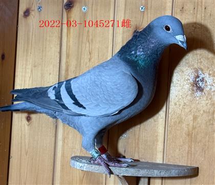 �ٰ������״Ƹ�271