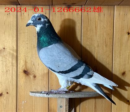 Ӣ��˹178�����۸�662