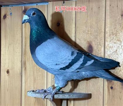 ����ԭ��С����ֱ�� ����������񽱣��۸�