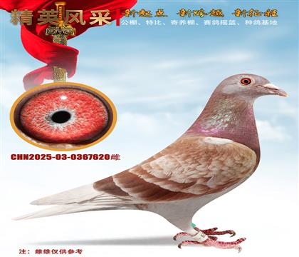 �ش����˵�����˹��˫�عھ�