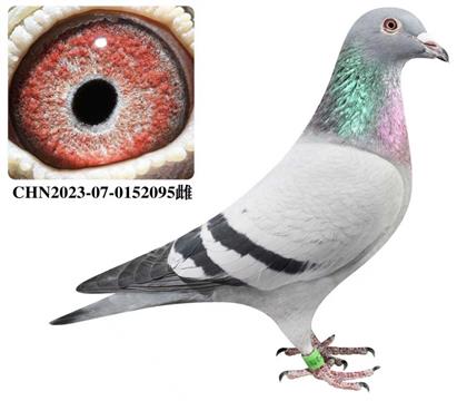 �Ǳ�4545���׻�Ѫ