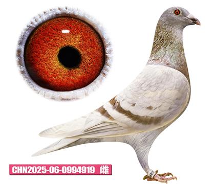 范登布克-好红公主919