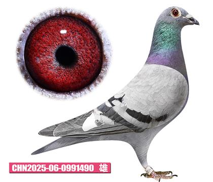 英格斯-鸽王号490