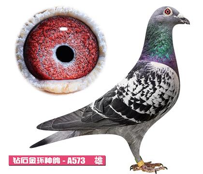 凡戴克-无敌王子A573