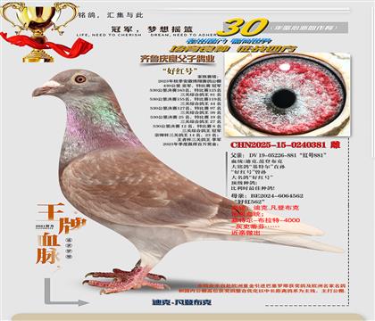 ���ú�381��