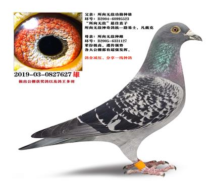 �ذ��Ƽ������ġ������޵С�����ֱ��