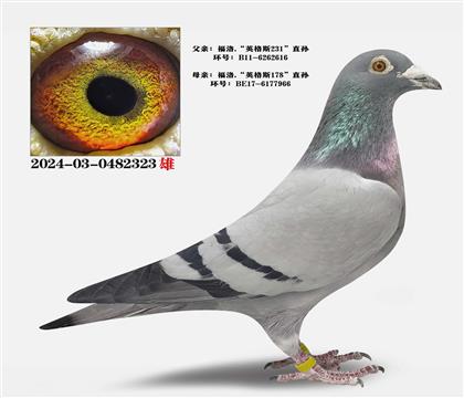 �Ƽ�����Ʒϵ��Ӣ��˹231��ֱ��X178ֱ��