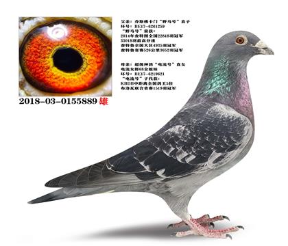 ��˹���š�Ұ���š�ֱ��X�������š�ֱŮ