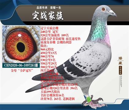 ����ĸ�� ���� �ھ�