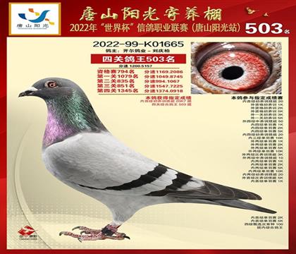 ��ɽ����������Ĺ��ۺ�503��