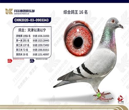 ���ֲ��ۺϸ���16��