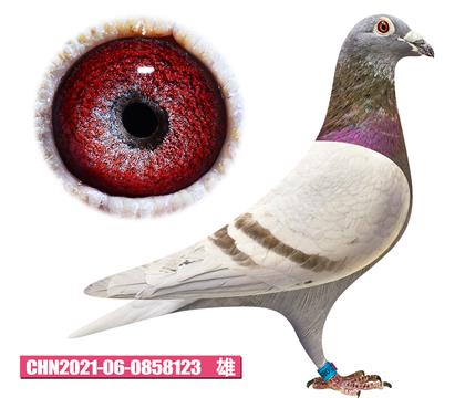 考夫曼-红牛先生123