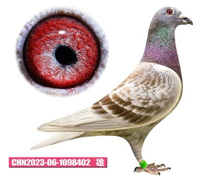 詹森-年轻红狐402