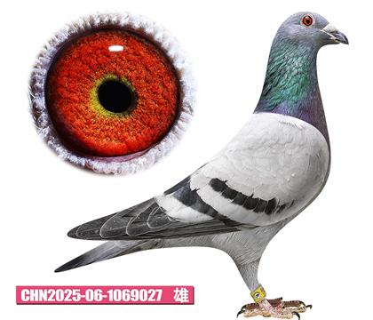 亨利门腾-灰鸽王027