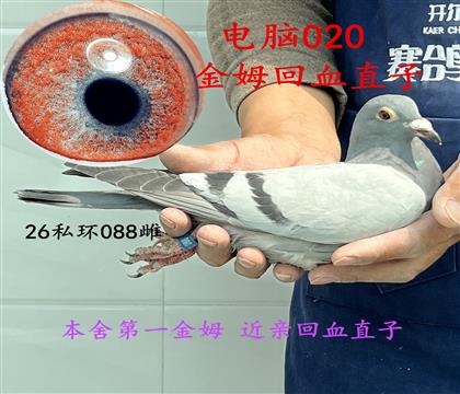 ��ķ��Ѫֱ��