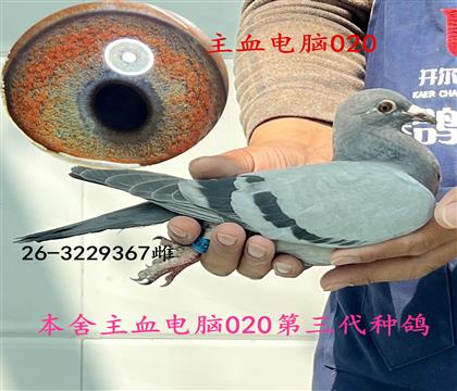 ��Ѫ����367