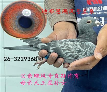 �ϲ���쫷��ֱϵ