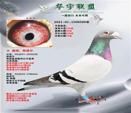 �ٶ�֮�� �ֲ��� ��ţ��X�漣�Ŷ��ػ�Ѫ