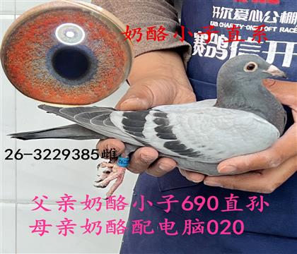 ����С��ֱϵ