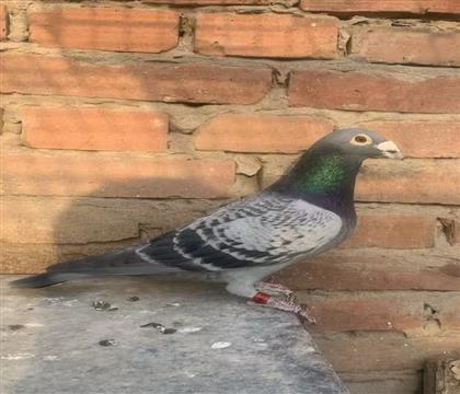 �ն��� ���� ԭ�� ����������ǰʮ��