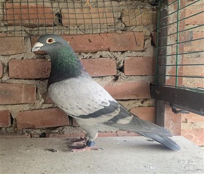 ��������ԭ�� ׿������Ǿ�ƽ��