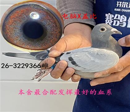 ����X�Ǳ�