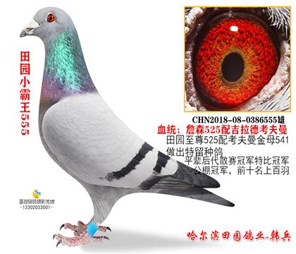 ��԰С����555