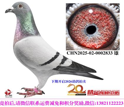 �����������롰240������ֱ��