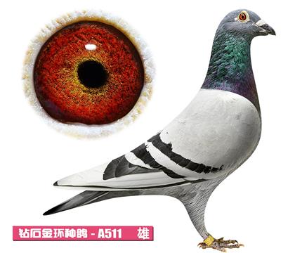 ���ǲ���-���ض�A511