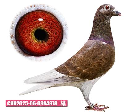 ���ǲ���-�ú�����978