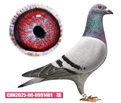 ������-�޵�����401