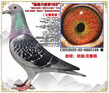 ����.��³�񡰺ھ���ֱ���������ʿֱŮ������