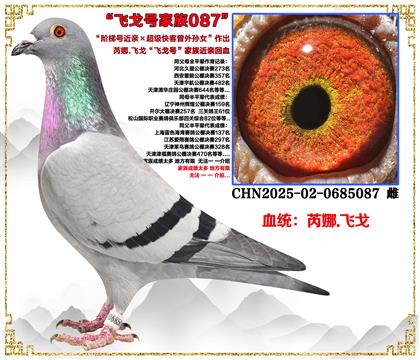 ����.�ɸꡰ���ݺŽ��ס��������������Ů��