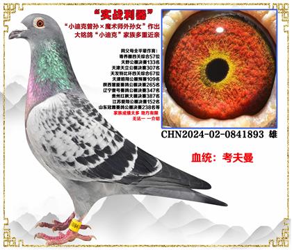 ��������С�Ͽ������ħ��ʦ����Ů������