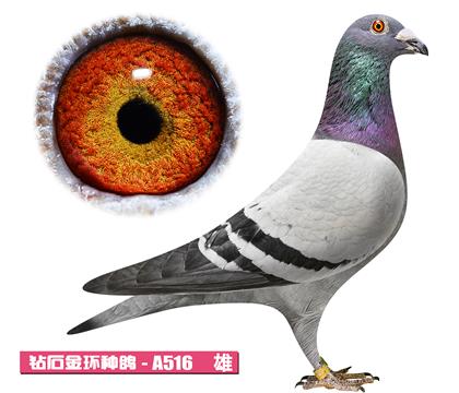 ����-������A516