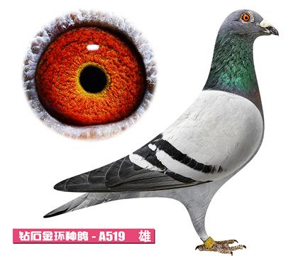 ���ǲ���-������ض�A519