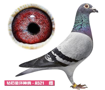 �Ǳ�-���繫��A521