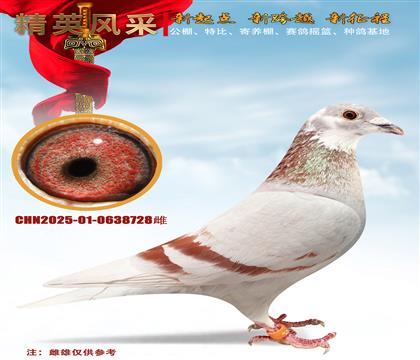 ˫�ط��ǲ��˺ú졢�����ָ�