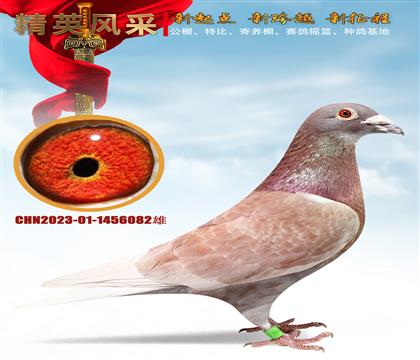 �ص�����082���������