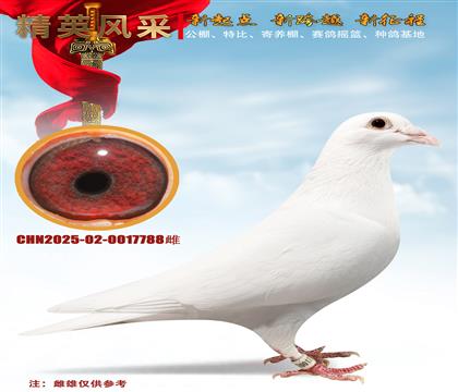 ��˹���ŵ�����