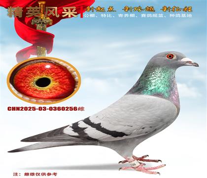 ȫ����ս�����