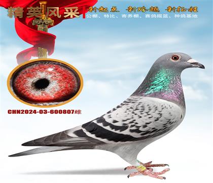 ɣ��ʿ807��������