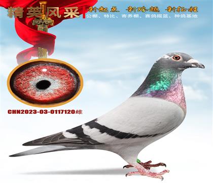 ��������33333�䶥���ִƻ�ľ��