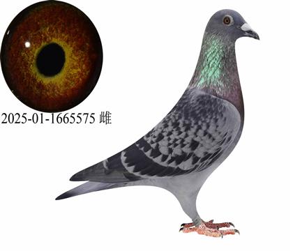 �¹�������Ů����׷�����ʵ