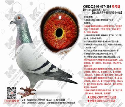 ����484��������ӥ��ֱ�ӡ���ɽ����������Ĺ��ۺ�66��