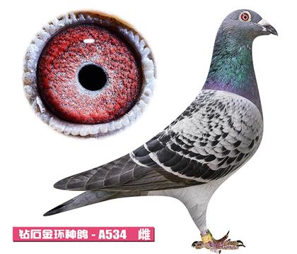 ������-�޵й���A534