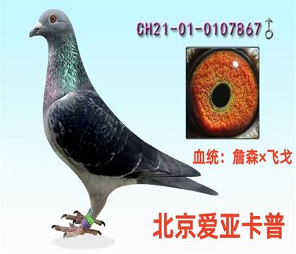 ���ǿ��շɸ��ղɭ