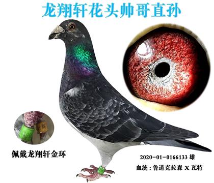 ��������ͷ˧��ֱ��