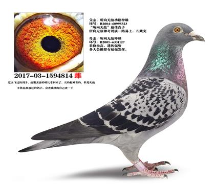 �����ˡ������޵�ֱ��X�����޵�ֱŮ��